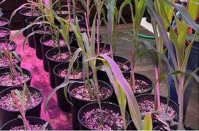 利用LED培育的玉米有何优势?美国农业部研究得